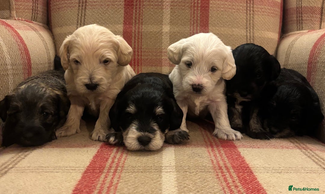 Schnoodle dogs for sale: Beautiful Schnoodle Puppies KC Reg Parents!!  - Image 3