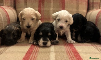 Schnoodle dogs - Advert 3