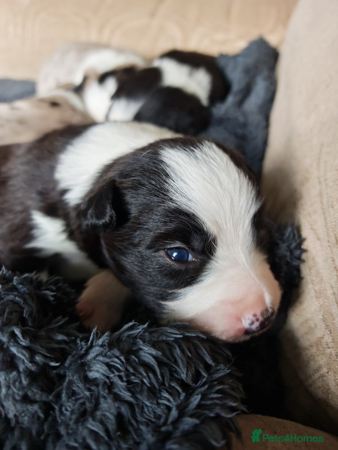 Border Collie dogs for sale: KC registered border collie puppies  - Advert 10