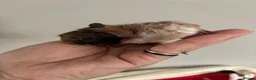 Guinea Pig rodents for sale: Baby guinea pigs - Advert 7