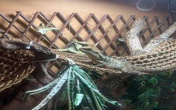 Dragon reptiles for sale: Female Australian Water Dragon  - Advert 2