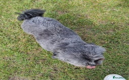 Shih Tzu dogs for sale: Loving cheeky Shihtzu for loving home ❤️ - Image 21