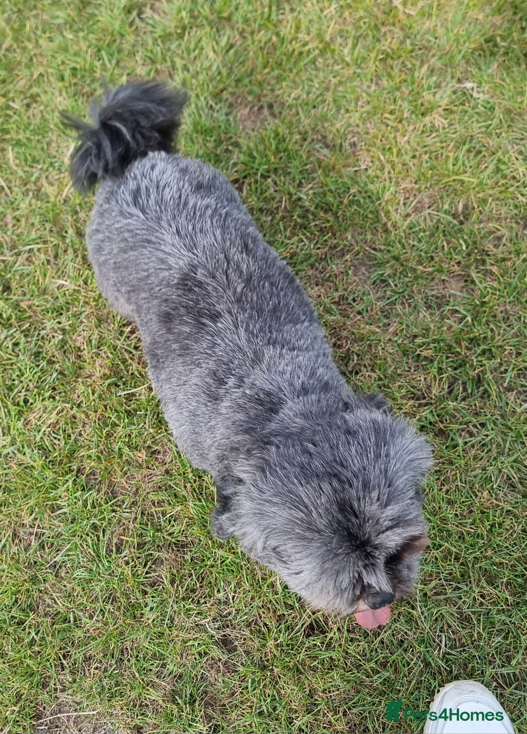Shih Tzu dogs for sale: Loving cheeky Shihtzu for loving home ❤️ - Image 21