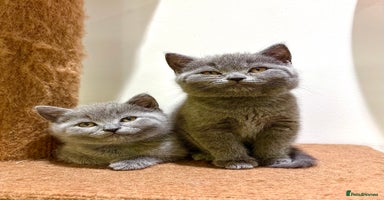 British Shorthair cats - Advert 7