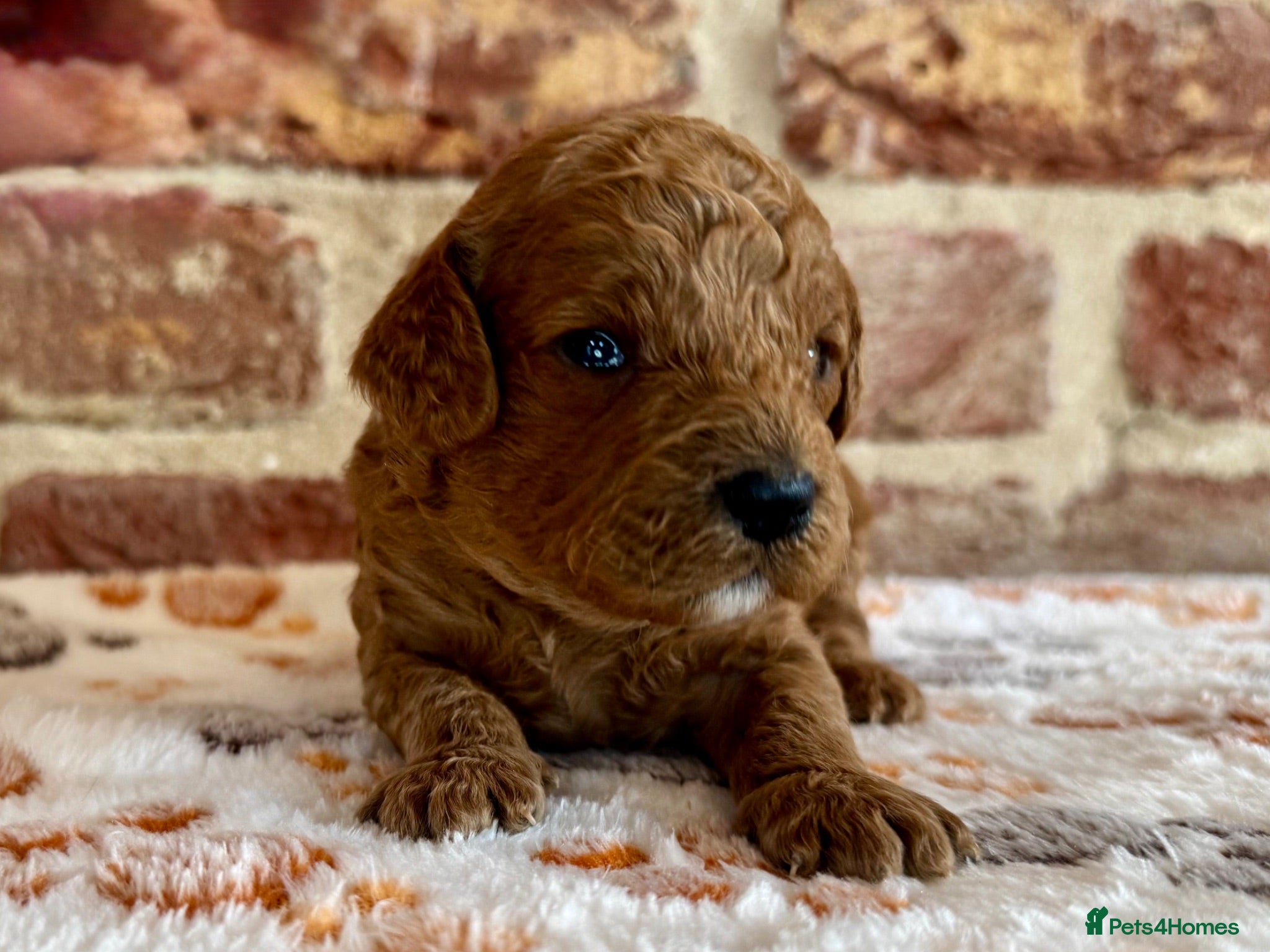 Cavapoo dogs 🐾 F1b male cavapoo 🐾 - Advert 2