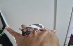 Mouse rodents for sale: Fancy mouse waiting list in Milton Keynes - Image 12