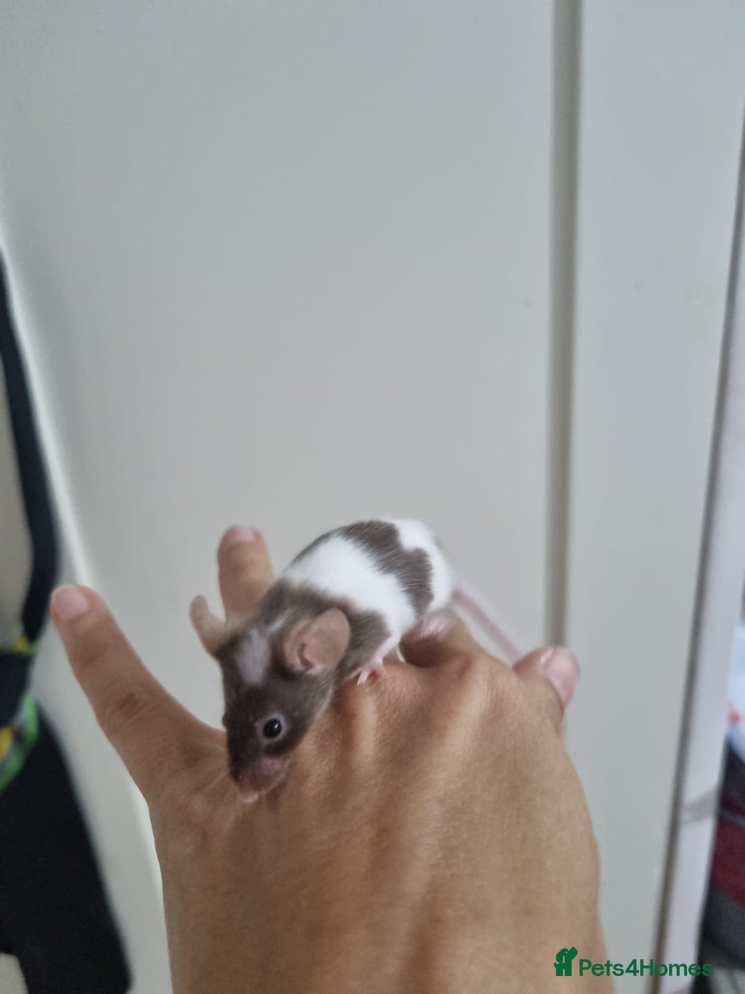Mouse rodents for sale: Fancy mouse waiting list in Milton Keynes - Image 12