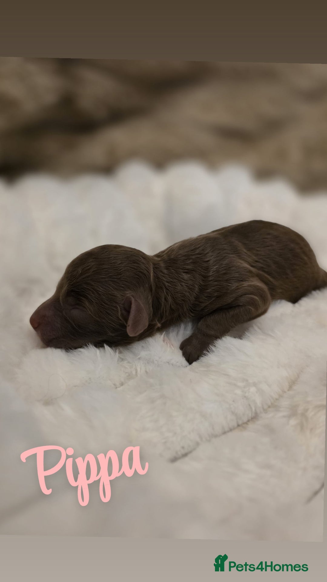 Cockapoo dogs for sale: 🤍 Beautiful F3 Multigen Cockapoo Puppies🤍 - Advert 8