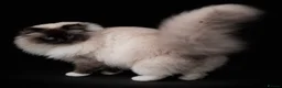 Ragdoll cats for sale: 🤎Exceptional Rare Chocolate Point Ragdoll Boy 🤎 - Advert 15