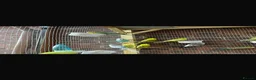 Ringnecks birds for sale: Stunning Budgies - Advert 6