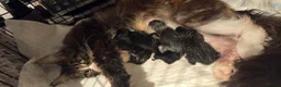 Maine Coon cats for sale: Stunning Full Maine Coon Kittens in Stoke-on-Trent - Advert 6