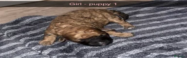 Poochon 1