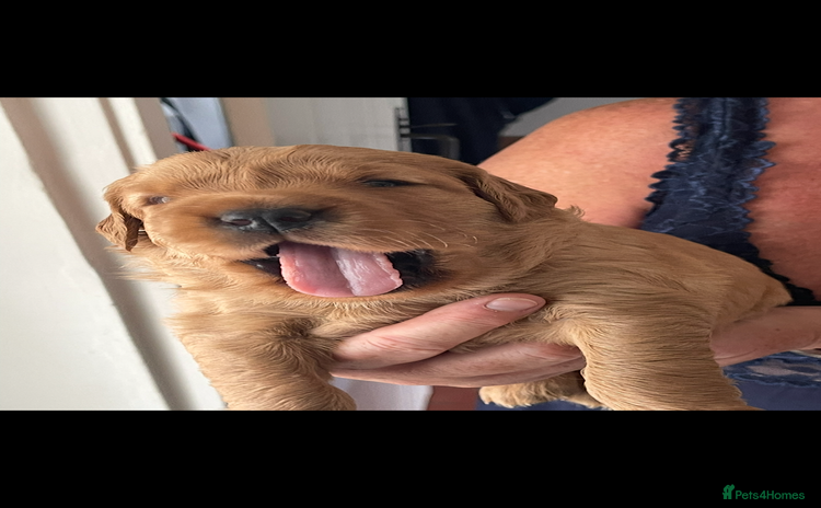 Golden Retriever dogs - Advert 1