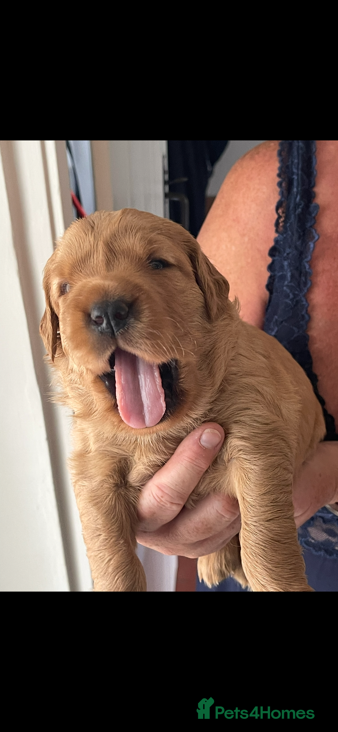 Golden Retriever dogs for sale: KC reg fox Red golden retrievers  - Image 1