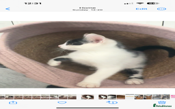 Mixed Breed cats for sale: READY NOW- 2 F Left. Beautiful Natures in Northampton - Image 6