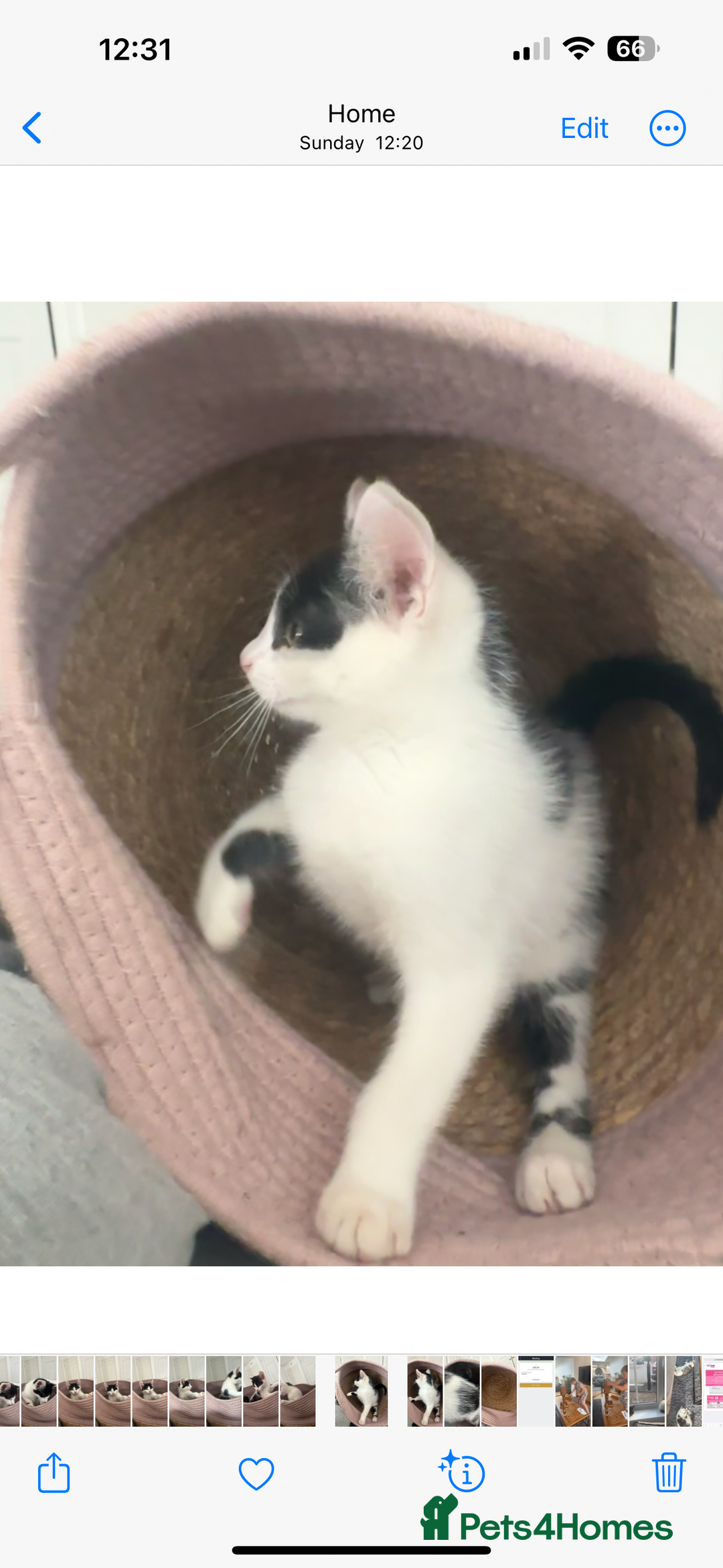 Mixed Breed cats for sale: READY NOW- 2 F Left. Beautiful Natures in Northampton - Image 6