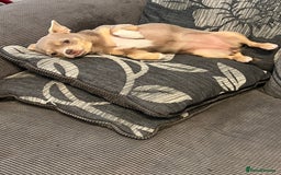 Chihuahua dogs for sale: Rehoming 8 month old chihuahua puppy - Image 2