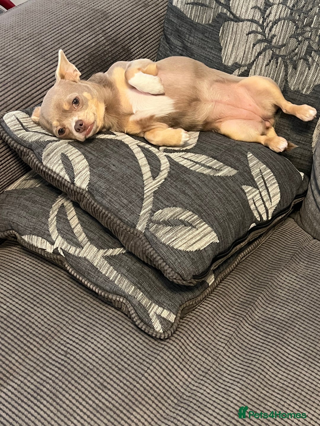 Chihuahua dogs for sale: Rehoming 8 month old chihuahua puppy - Image 2