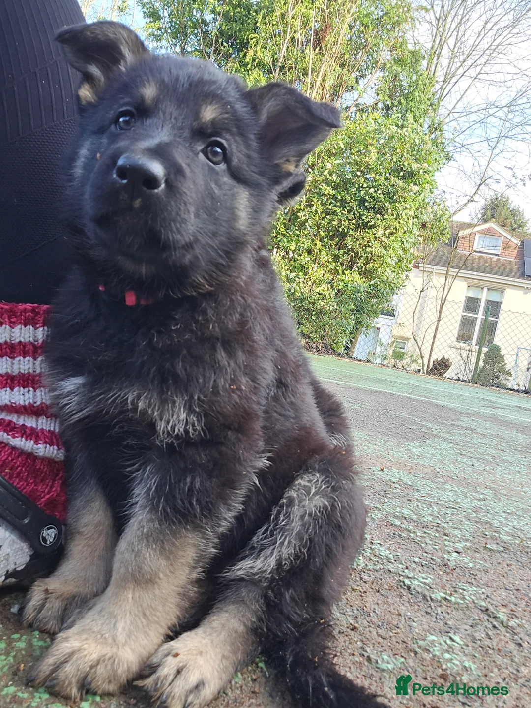 German Shepherd dogs for sale: Outstanding German Shepherd Puppies - Advert 35