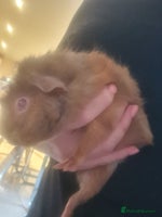 Guinea Pig rodents Rehome - Advert 2