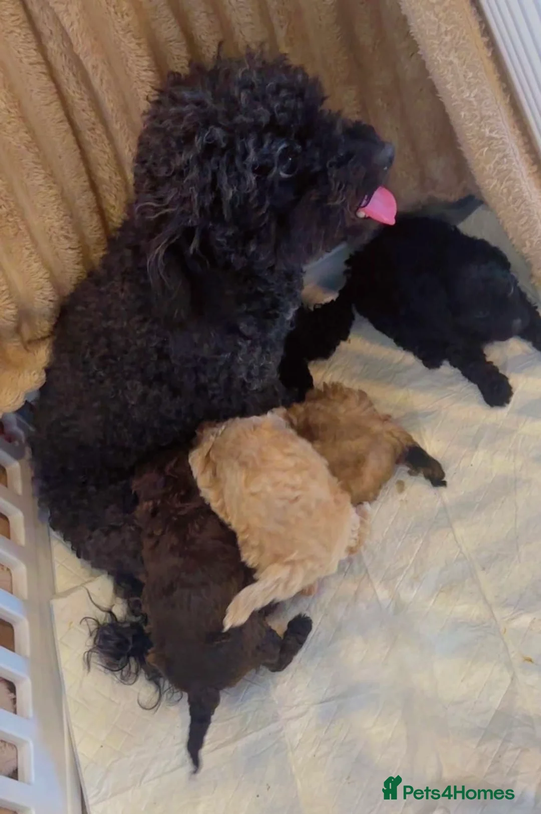 Poochon dogs for sale: Poochon puppies for sale - Advert 6