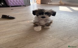 Chinese Crested dogs for sale: powderpuff Chinese crested had both injections  - Image 8