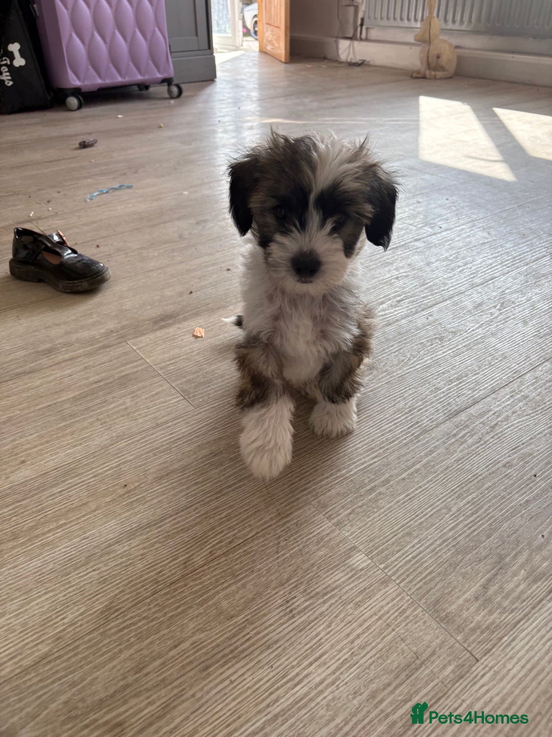 Chinese Crested dogs for sale: powderpuff Chinese crested had both injections  - Image 8