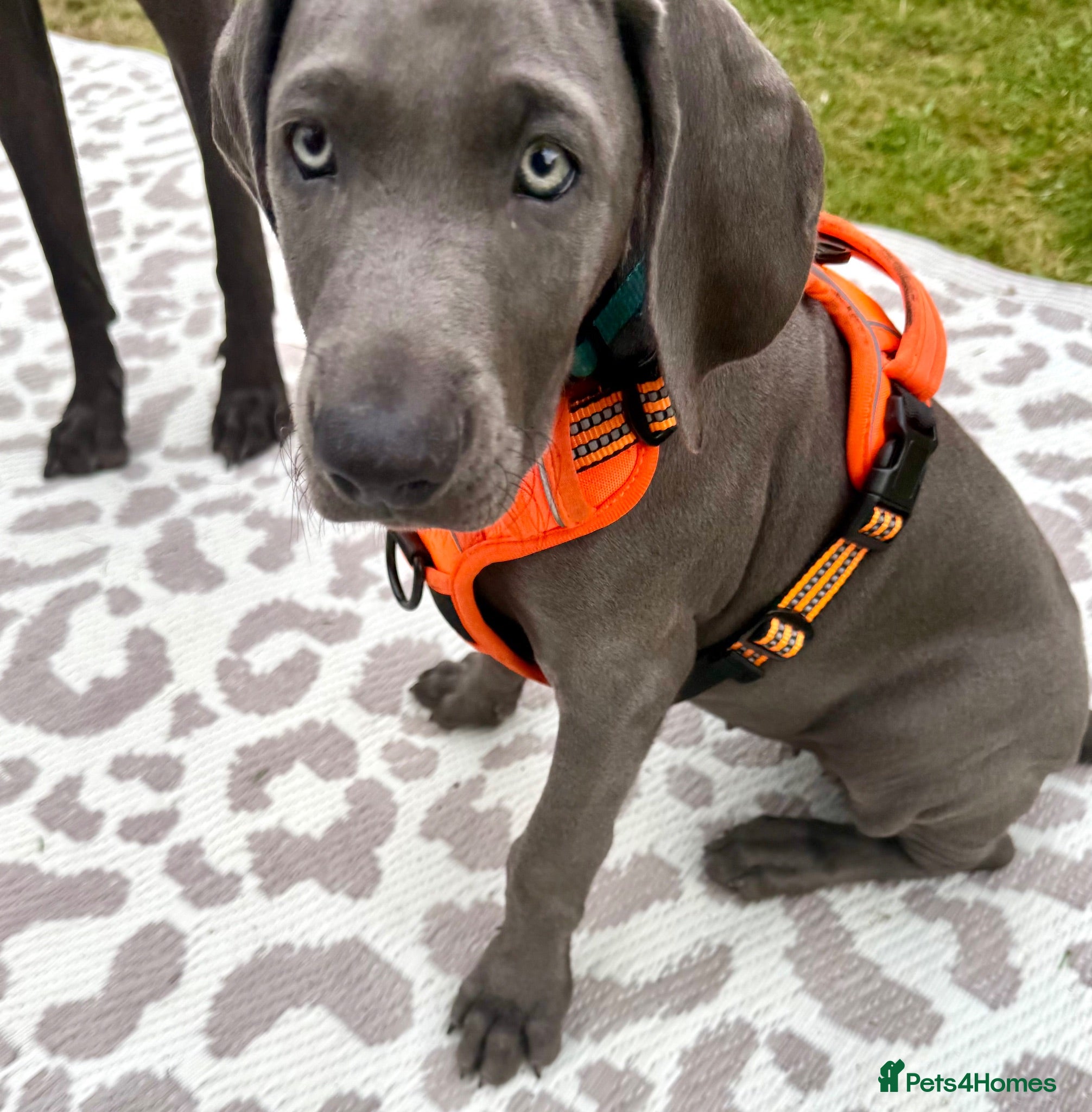 Weimaraner dogs KC Reg Weimaraner Puppies Silver & Blue - Advert 2