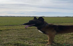 Belgian Shepherd Dog dogs for sale: Belgian malinois male dog - Image 4