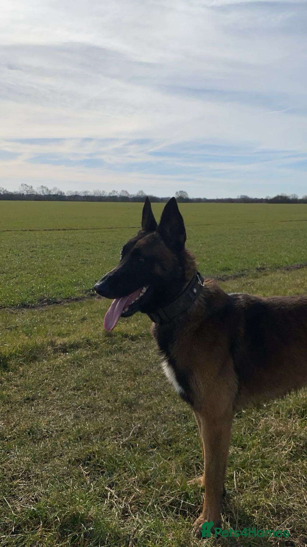 Belgian Shepherd Dog dogs for sale: Belgian malinois male dog - Image 4