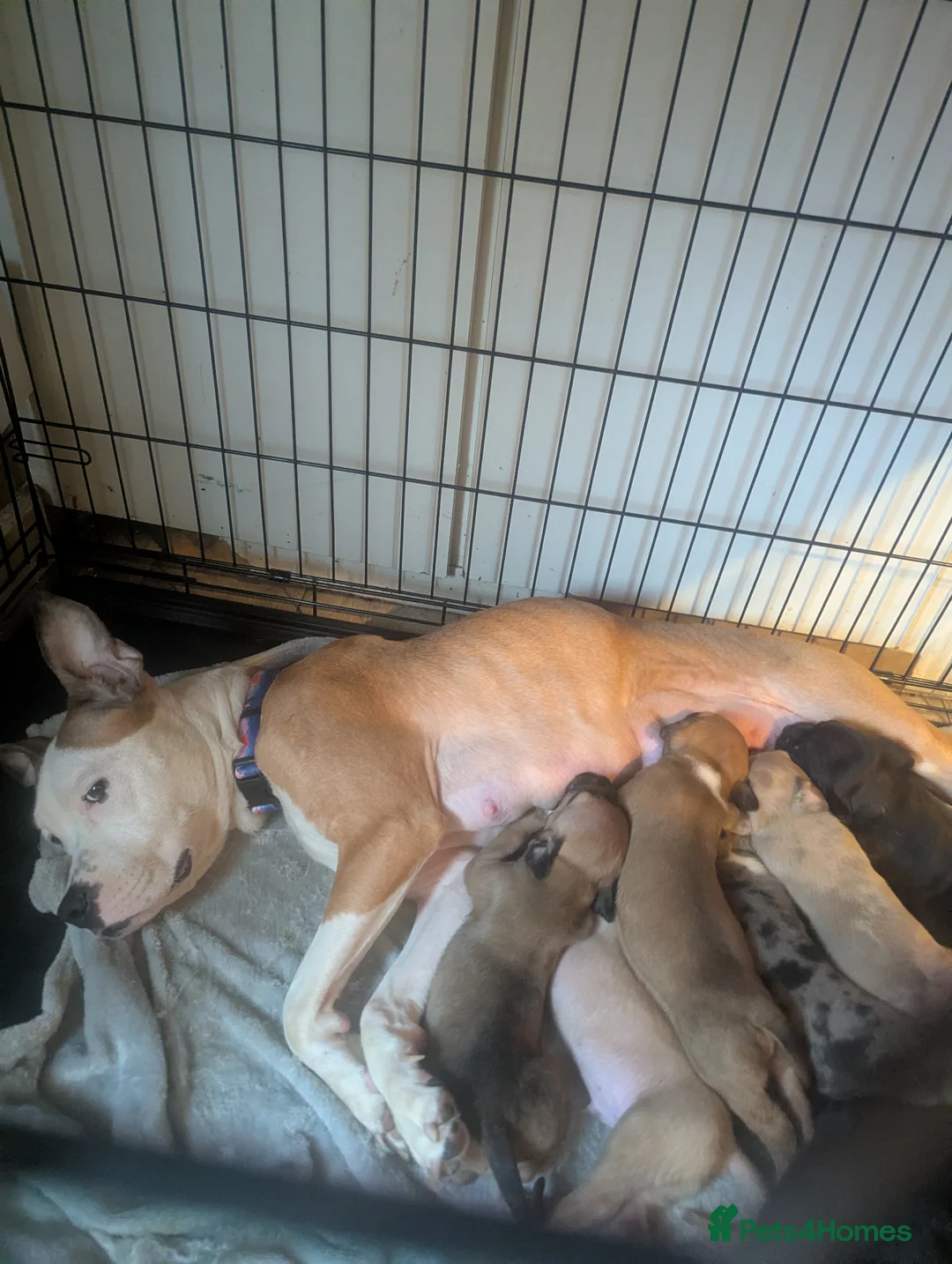 Mixed Breed dogs for sale: Litter of pups - Advert 28