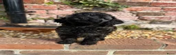Miniature Poodle dogs for sale: 🖤 🐾 Gorgeous girl available 🐾 🖤 - Advert 15