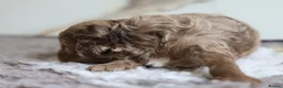 Cavapoo dogs for sale: F1 rare chocolate/choc Merle Cavapoo pups - Advert 12