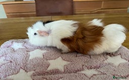 Guinea Pig rodents for sale: Pair of Female Guinea Pigs with cage - Image 3