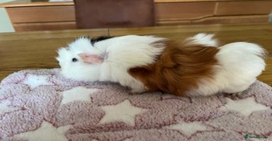 Guinea Pig rodents - Advert 8