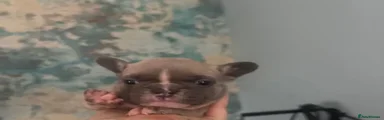 French Bulldog 8