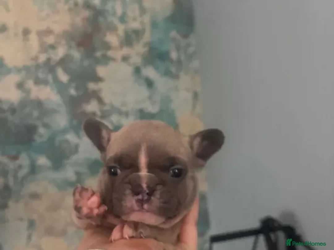 French Bulldog dogs for sale: Stunning Litter of French Bulldog Puppies - Advert 10