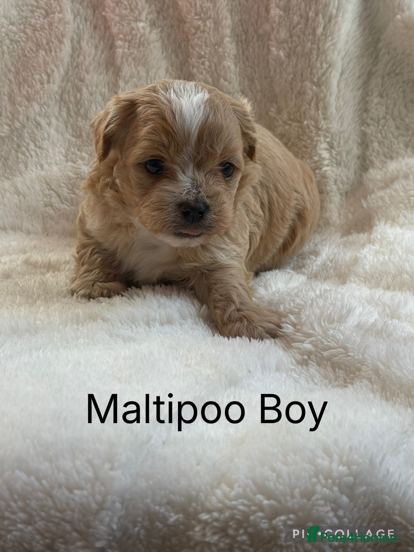 Maltipoo dogs Stunning Maltipoo’s - Advert 2
