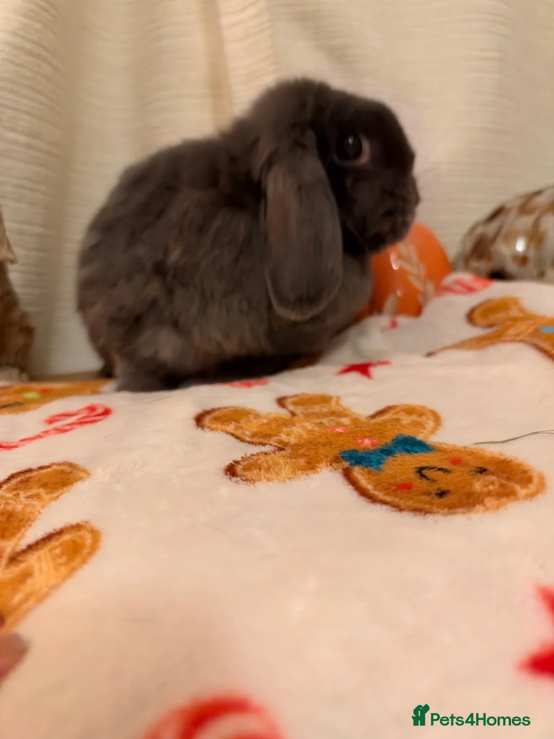 Mini Lop rabbits for sale: Lovely mini lop rabbit available  - Advert 2