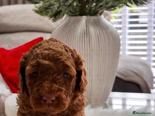 Labradoodle dogs Teddy Labradoodle Puppies – DNA Tested Line - Advert 11