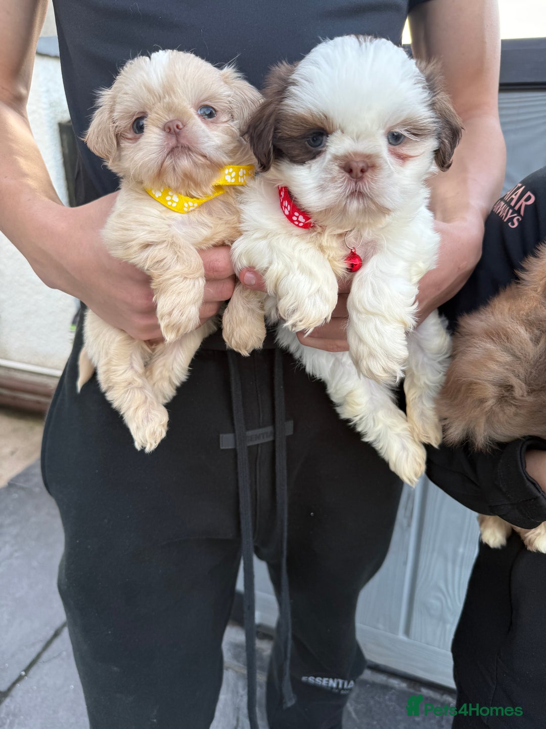 Shih Tzu dogs for sale: IMRERIAL SHIHTZU PUPPIES - Advert 2