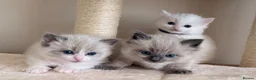 Ragdoll cats for sale: Beautiful fluffy ragdoll kittens - Advert 10