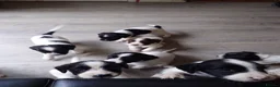 English Springer Spaniel dogs for sale: 7 x English Springer Spaniel puppies for sale - Advert 18