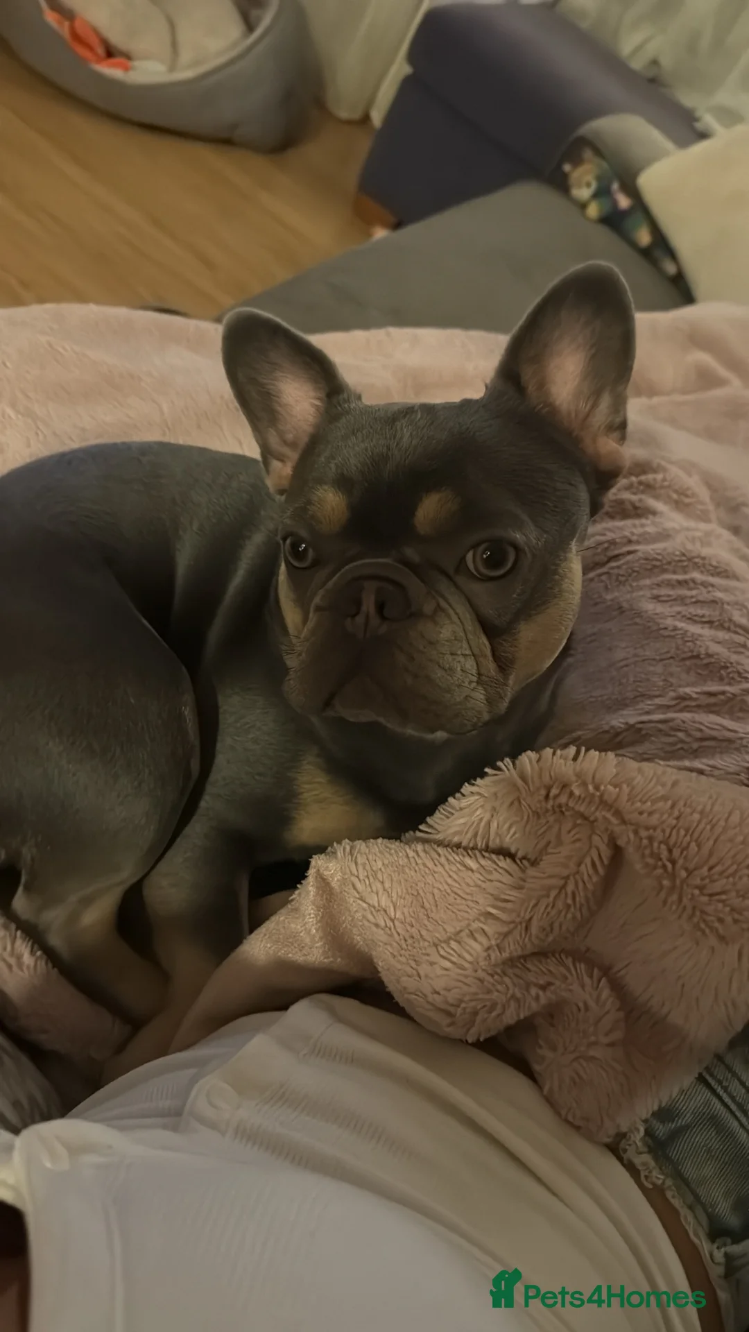 French Bulldog dogs for sale: French bulldog named Luna  in Twickenham - Advert 2