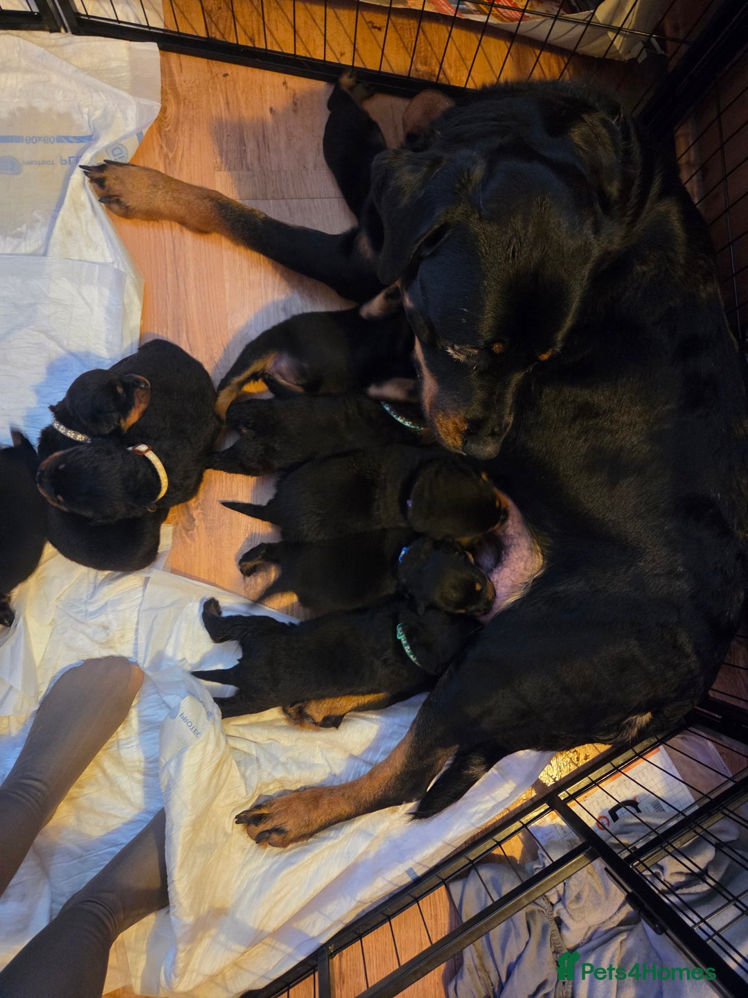 Rottweiler dogs for sale: Rottweiler puppies - Advert 5