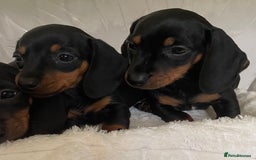 Miniature Dachshund dogs for sale: 💙Miniature dachshund puppies💝 - Image 3