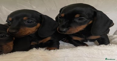 Miniature Dachshund dogs - Advert 10