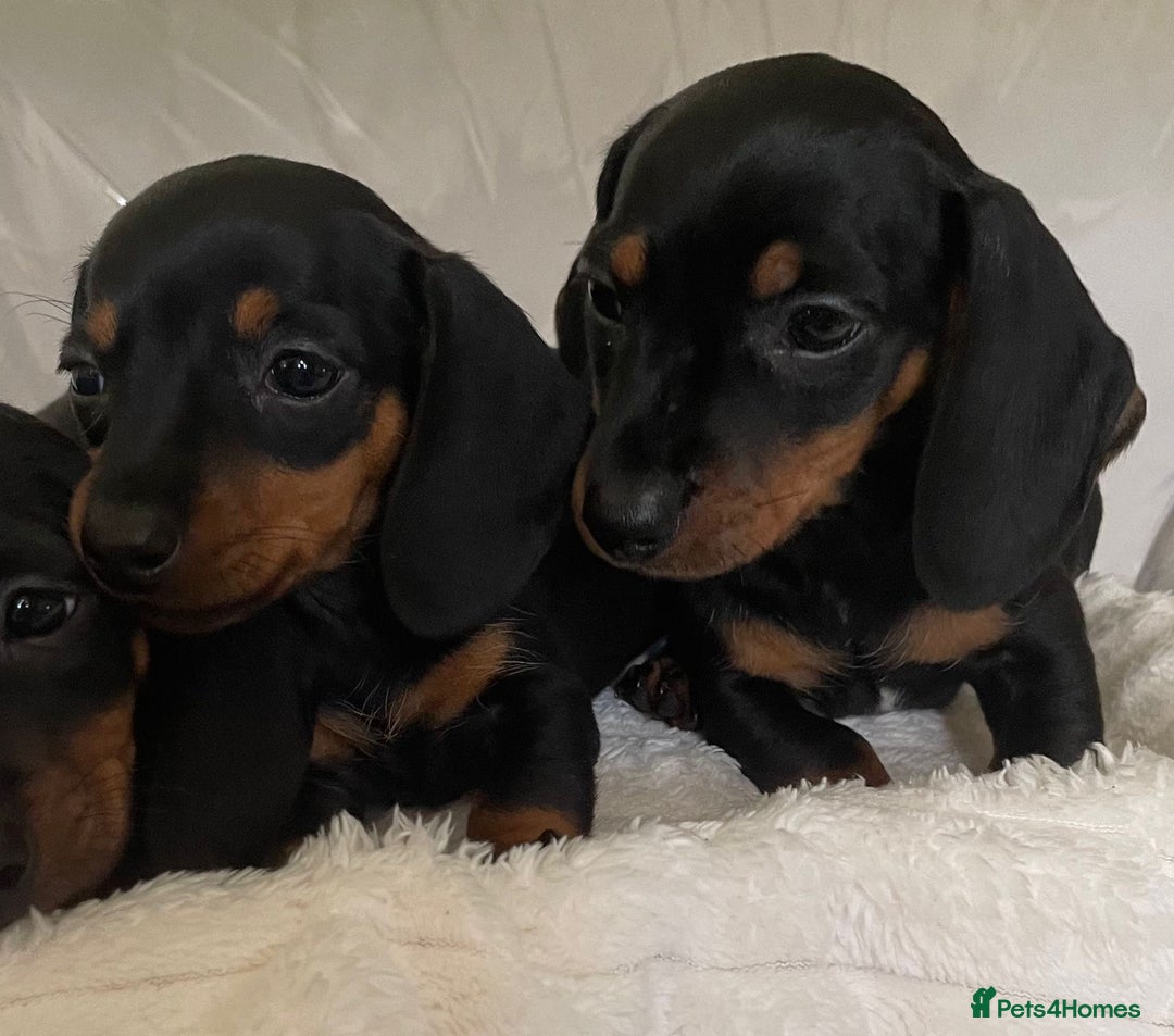 Miniature Dachshund dogs for sale: 💙Miniature dachshund puppies💝 - Image 3