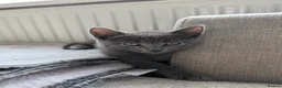 Mixed Breed cats for sale: 4 kittens for sale, ready to go - Advert 6