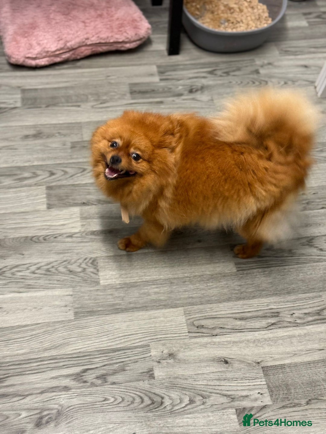 Pomeranian dogs for sale: Female Pomeranian  - Image 5